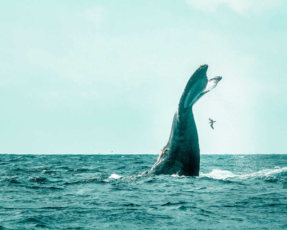 10-connecta-viajeros