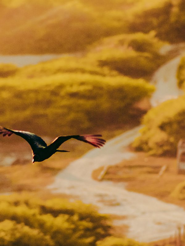 Aves-de-Chacahua-carrusel-galeria