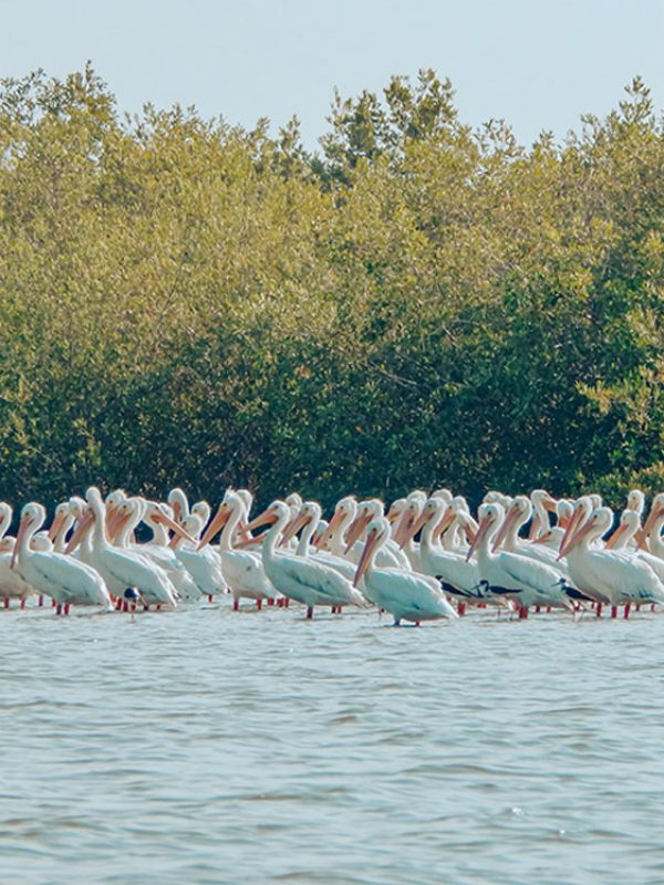 Aves-en-Chacahua-carrusel-galeria-