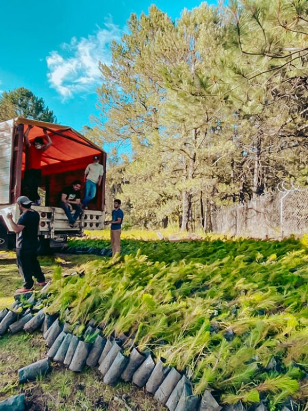 arboles-santuario-carrusel-galeria