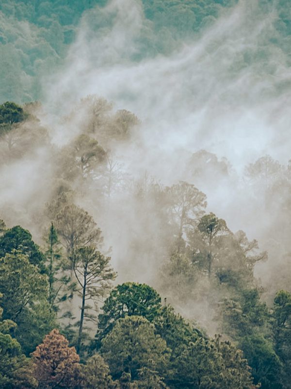 bosque-carrusel-galeria