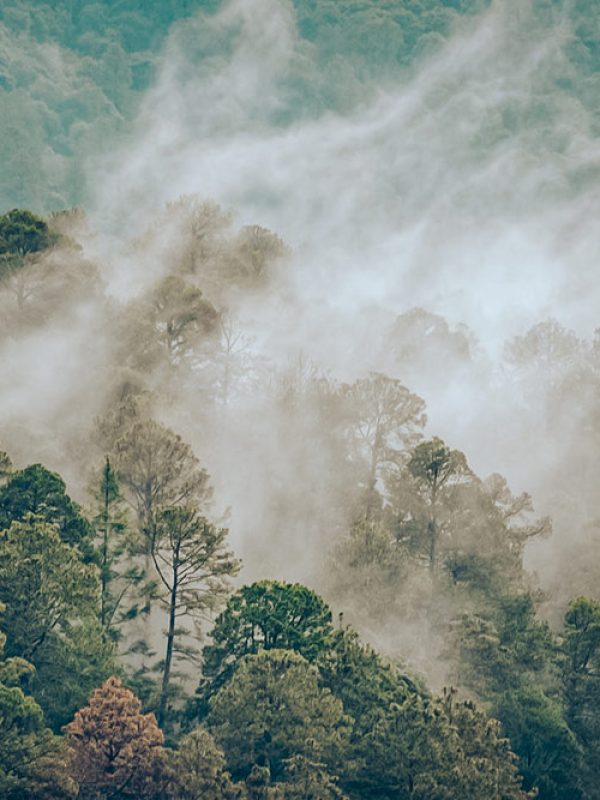 bosque-carrusel-galeria