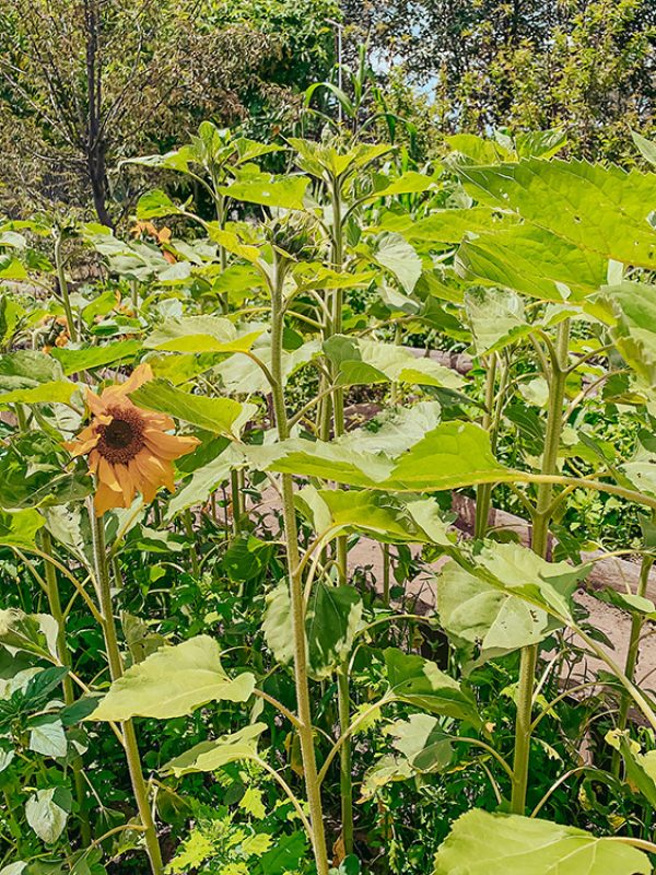girasoles-carrusel-galeria