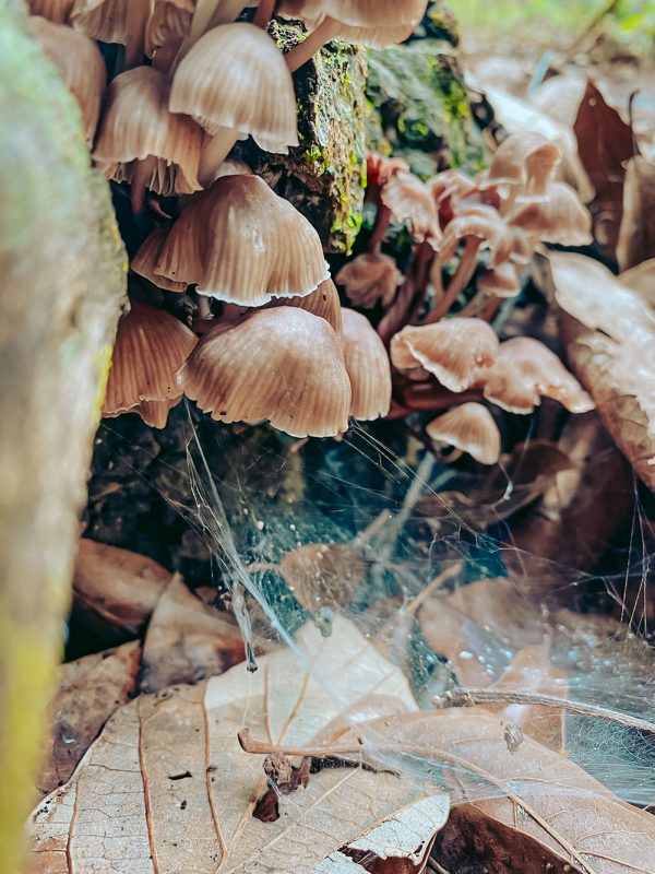 hongos-carrusel-galeria