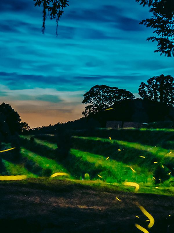 luciernagas-carrusel-galeria