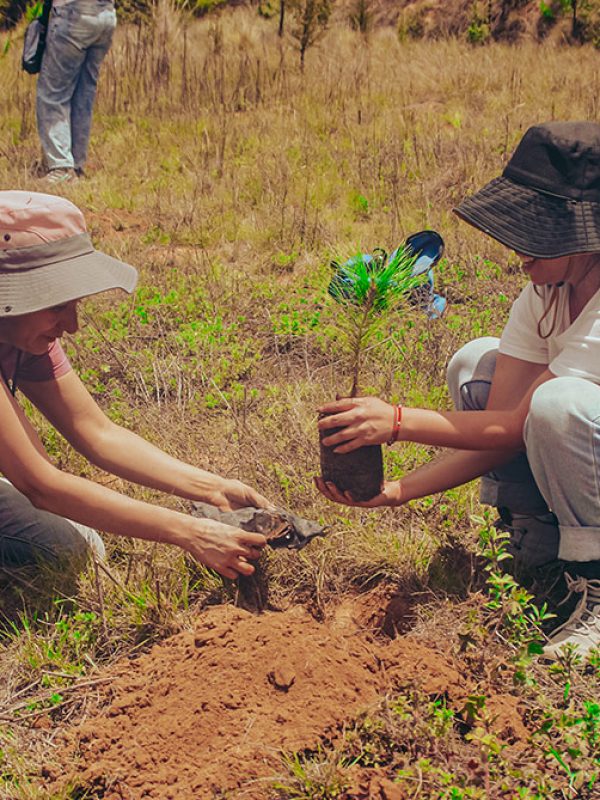 planta-arbol-galeria-carrusel