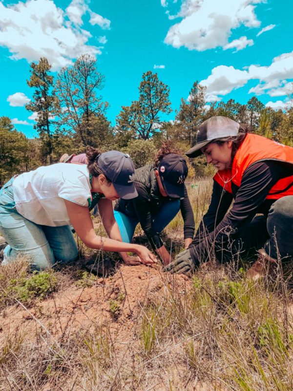 plantacion-arboles-4-carrusel-galeria