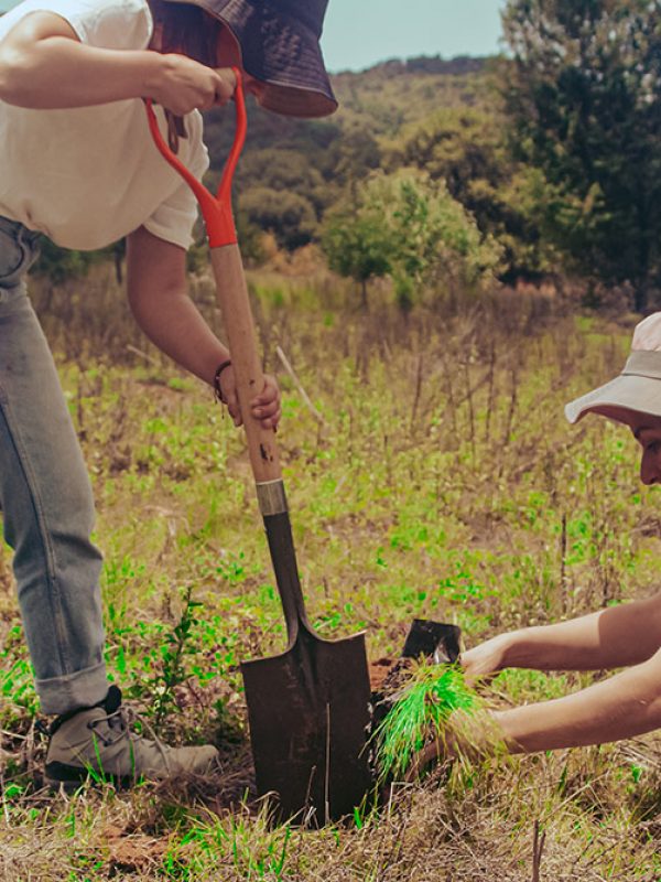 plantacion-arboles-carrusel-galeria