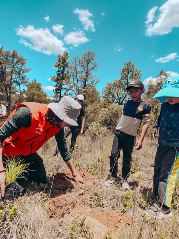 plantacion-arboles-galeria-carrusel
