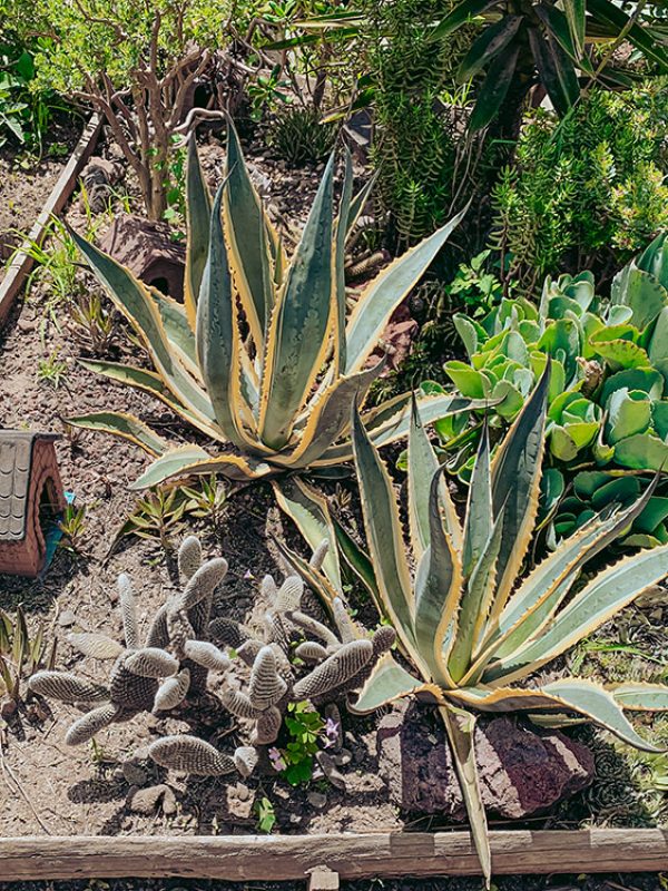 plantas-carrusel-galeria