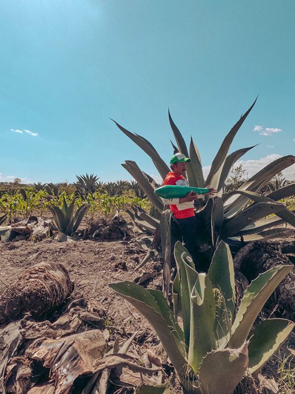 pulque-visita-2carrusel-galeria