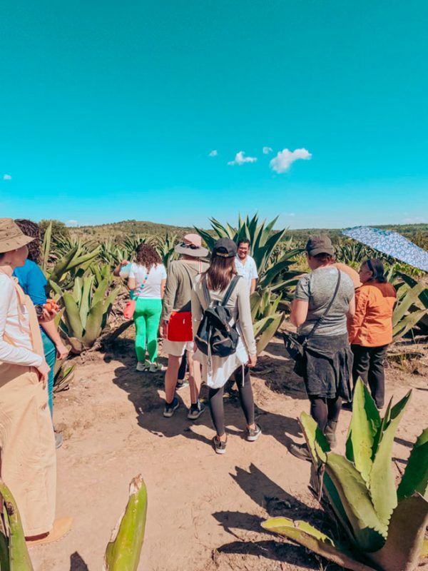 pulque-visita-carrusel-galeria